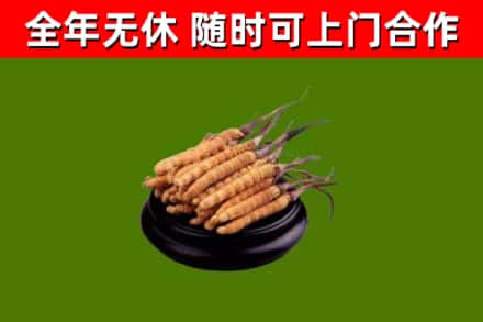 浉河回收冬虫夏草